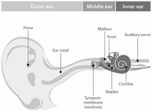 eargraphic